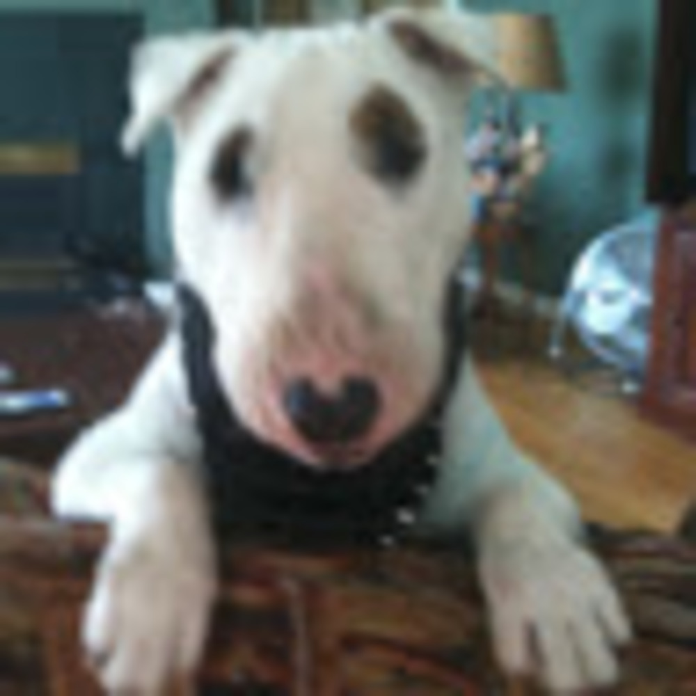 Meet your Posher, Otis